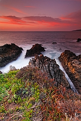  Point Lobos V